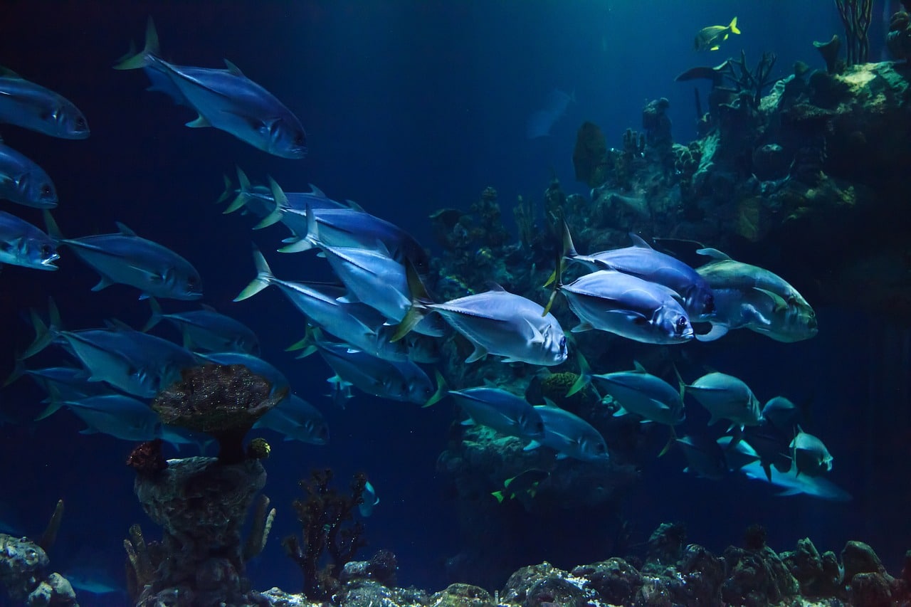 poissons-Evok-Collection-RSE